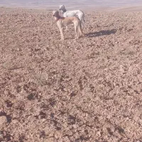 سگ دورگ تازی شکاری گله ای|سگ|سنقر, |دیوار