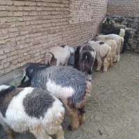 بره پرواری|حیوانات مزرعه|کوهرنگ, |دیوار