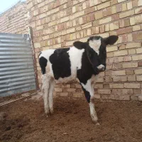 گوساله نر هلشتاین|حیوانات مزرعه|اسفرورین, |دیوار
