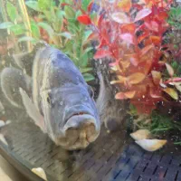 ماهی سیچیلاید28سانت|ماهی|فردیس, فردیس|دیوار