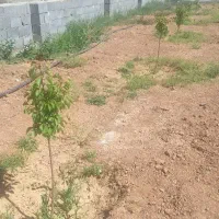 فروش باغچه ۳۸۰ متری صادق اباد|فروش زمین و ملک کلنگی|آباده, |دیوار