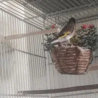 سهره زاغ|پرنده|کامفیروز, |دیوار