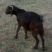 یک عدد بزسالم