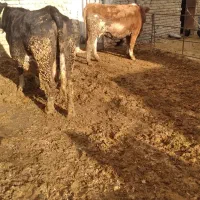 دوراس گاوشیری سیمینتال