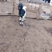 بزپاکستانی ابستن دوقلو