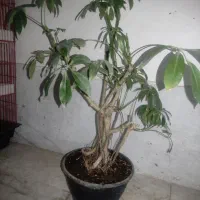بونسای شفلرا و لیندای بزرگ قابل معاوضه با پرنده