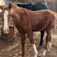 تروبرد خوش اخلاق|اسب و تجهیزات اسبسواری|مشهد, فرهنگ|دیوار