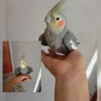 عروس هلندی دارم