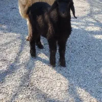 میش بره دار ترکی و بره ماده