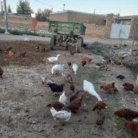 غوغا گاز و مرغ|حیوانات مزرعه|خوی, |دیوار