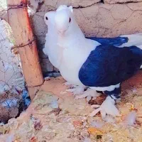 کفتر موشی|پرنده|منوجان, |دیوار