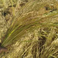 فروش شلتوک امسالی درجه یک