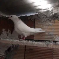 کبوتر جوجه|پرنده|تهران, سبلان (لشگر)|دیوار