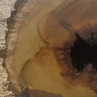 خرید چوب کنده توت و گردو|خدمات باغبانی و درختکاری|هشتگرد, شهرک اقدسیه|دیوار