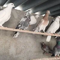 کفترا کپکی تیرماه|پرنده|تهران, کیانشهر|دیوار