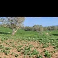 برداشت کشاورزی بصورت حرفه ای