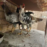 خروس|حیوانات مزرعه|مشهد, كنويست|دیوار