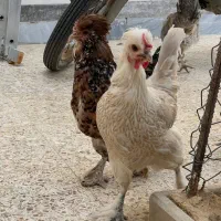 مرغ وخروس|حیوانات مزرعه|گراش, |دیوار