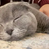 واگذاری|گربه|مشهد, عامل|دیوار