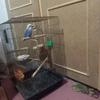 فروش طوطی کوتوله آبی به همراه قفس بزرگ و وسایل