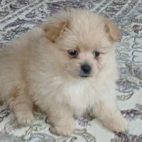 ۴ عددتوله پامر خرسی دوماهه