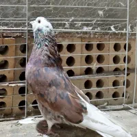 کبوتر پرشی.شازده قرمز.پشتار.دم سفید.