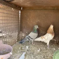 کبوتر پرشی|پرنده|تهران, باغ خزانه|دیوار