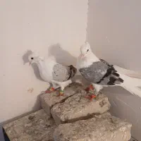 کفترتکی وجفتی|پرنده|سبزوار, فرهنگیان|دیوار