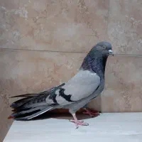 کبوتر اصفهانی