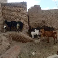 شش عدد بز پر شیر