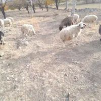 میش ابستن|حیوانات مزرعه|رابر, |دیوار