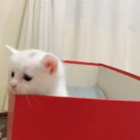 گربه اسکاتیش و بریتیش|گربه|تهران, جنتآباد شمالی|دیوار