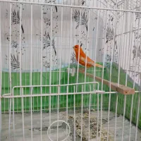 قناری|پرنده|سیرجان, |دیوار