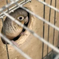 گرینچیک|پرنده|یزد, |دیوار