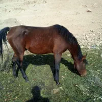 یه اسب کردویه مادیان کرد
