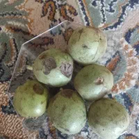 گردو سیرچ