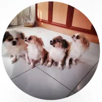 واگذاری سگ .رایگان