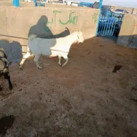 بزسانن|حیوانات مزرعه|تربت جام, کاریز نو سفلی|دیوار