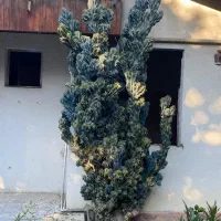 کاکتوس صخره ای 50ساله