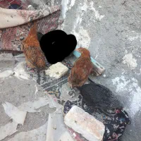 جوجه و مرغ|حیوانات مزرعه|هریس, |دیوار