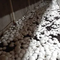 آموزش صفرتاصد پرورش قارچ|خدمات آموزشی|دزفول, |دیوار