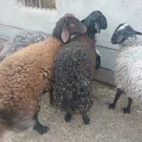 سلام بره چاق به فروش می‌رسد