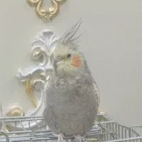 عروس هلندی نر|پرنده|زنجان, |دیوار