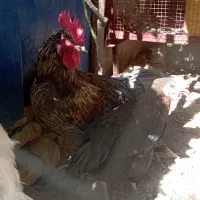 مرغ،خروس،نیمچه(جوجه)