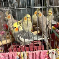 ۶ عروس هلندی مولد