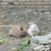 خرگوش لپی اصل