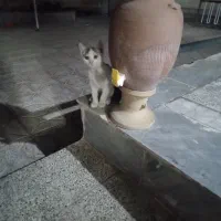 واگذاری رایگان مادر و ۲ بچه گربه