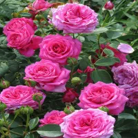 خدمات باغبانی باغچه کاری تعویض خاک گلدان کاشت.گل|خدمات باغبانی و درختکاری|تهران, پاسداران|دیوار