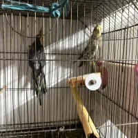 عروس هلندی|پرنده|شاهرود, |دیوار