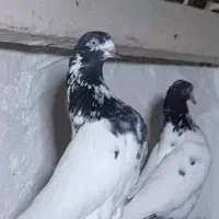 کبوتر پاکستانی|پرنده|اصفهان, ارغوانیه|دیوار